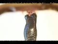 video pic
